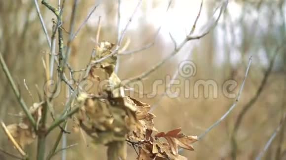 秋天森林落叶的宏观照片浅滩视频的预览图