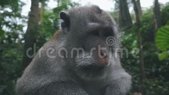 慢动作自然环境中野生恒河猴的特写镜头视频的预览图