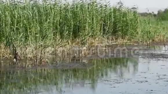 苍鹭栖息在草苇上视频的预览图
