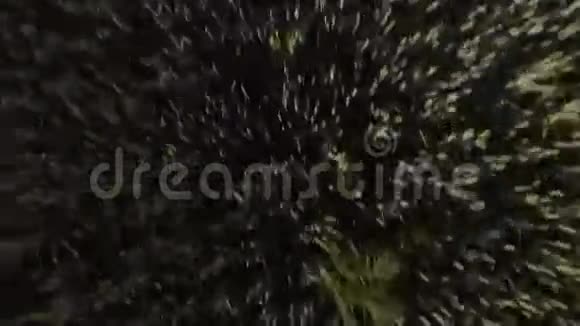 草地中央的孤树视频的预览图
