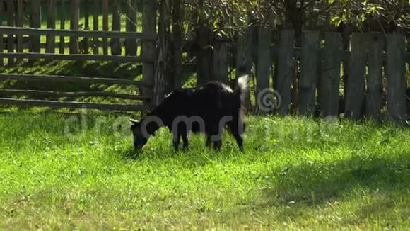 草地上的山羊山羊在绿色的草地上吃草视频的预览图