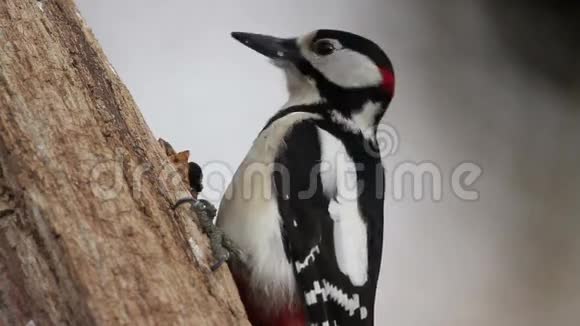 伟大的啄木鸟在树上视频的预览图