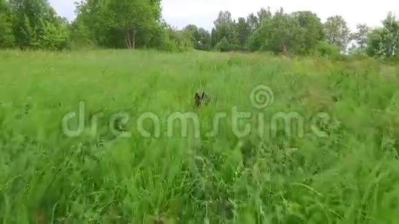 快乐的德国牧羊犬躺在草地上平稳的摄像机镜头夏季节视频的预览图