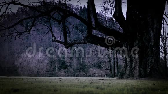 密林背景下恐怖天气灯光下的大黑树视频的预览图