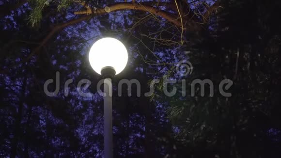 夜间路灯冬季天气降雪为背景视频的预览图