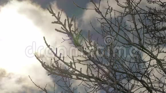 云景背景下白雪覆盖的树枝视频的预览图