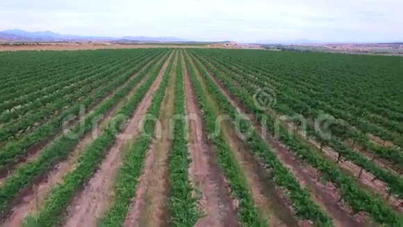 空中视频葡萄农场视频的预览图