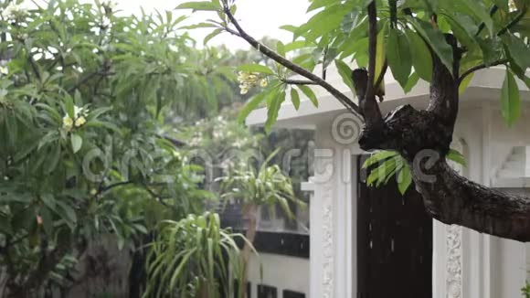 户外花园里的热带雨异国绿色和灰色背景巴厘岛雨季印度尼西亚视频的预览图