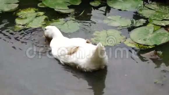 鸭子喝水视频的预览图