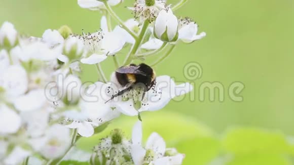大黄蜂在黑莓的花朵上采集花蜜视频的预览图