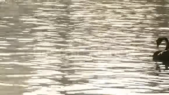日落时分黑天鹅在平静的湖面上游泳视频的预览图