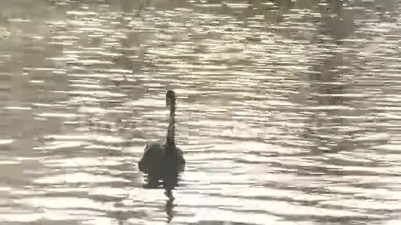 日落时分黑天鹅在平静的湖面上游泳视频的预览图