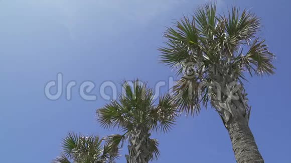 在美丽的阳光日棕榈树2分之一视频的预览图