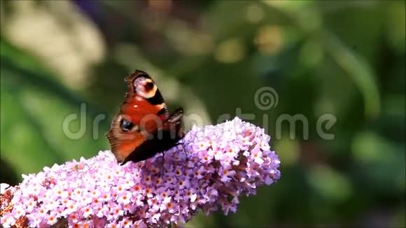 孔雀蝶对丁香花视频的预览图