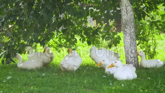 乡间小路旁的白鸭子视频的预览图