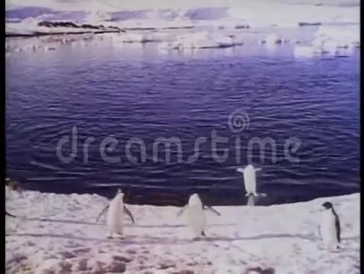 企鹅从水中跳跃在冰雪中滑行视频的预览图