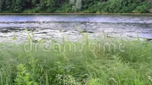 河流背景上的绿篱芦苇和草视频的预览图