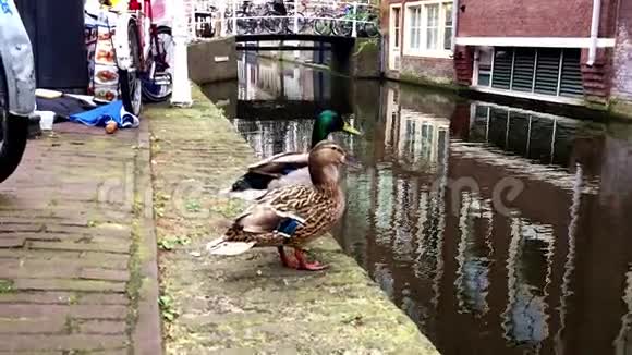 鸭子从岸边跳到城市的运河里视频的预览图
