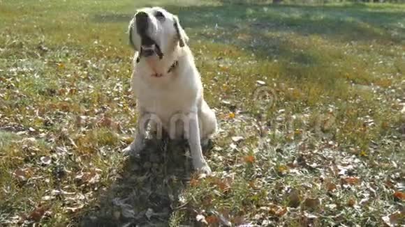 狗种拉布拉多猎犬坐在绿草上吠叫家畜训练关门视频的预览图