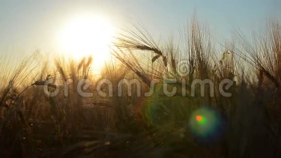 日落玉米草太阳视频的预览图