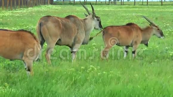 非洲草原上的牧场视频的预览图