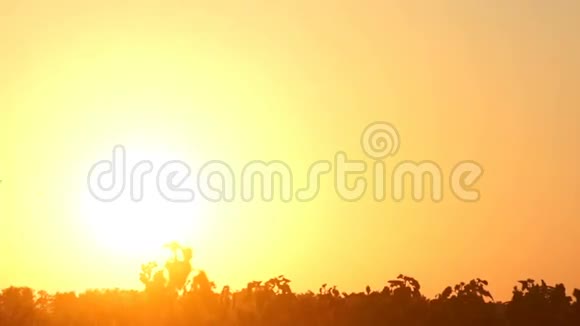 日落玉米草太阳视频的预览图