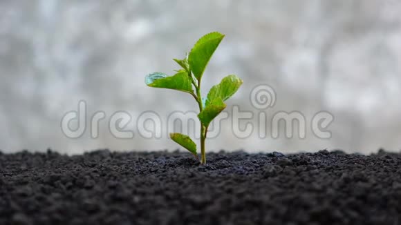 男人用手浇灌年轻的植物视频的预览图