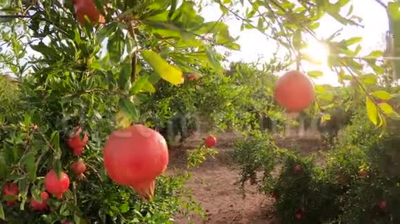 成熟的石榴果实生长在树上树上美丽的红石榴树枝上的新鲜水果阳光明媚视频的预览图