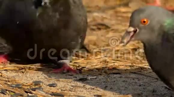有趣的灰鸽子吃种子近距离射击视频的预览图