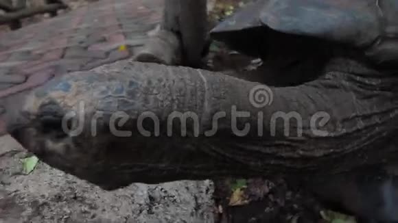 一只可爱的乌龟看着摄像机视频的预览图