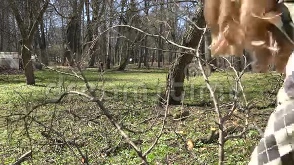 园丁妇女采摘修剪的果树枝条并携带4K视频的预览图