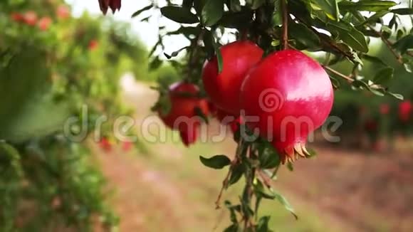 成熟的石榴果实生长在树上树上美丽的红石榴树枝上的新鲜水果阳光明媚视频的预览图