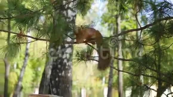 松鼠吃鸟食者的坚果视频的预览图
