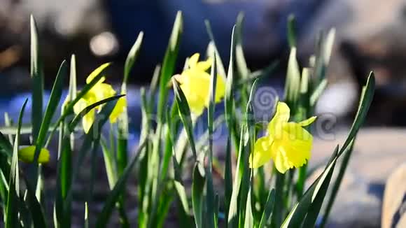 水仙花水仙花视频的预览图