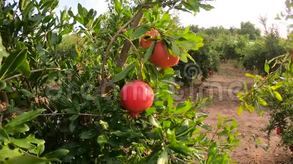 成熟的石榴果实生长在树上树上美丽的红石榴树枝上的新鲜水果阳光明媚视频的预览图