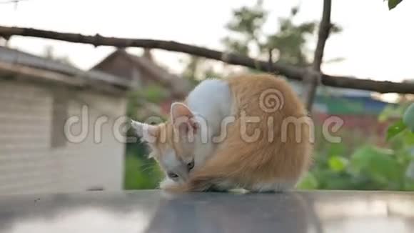 姜小猫寻找跳蚤叮咬坐在户外慢动作视频视频的预览图