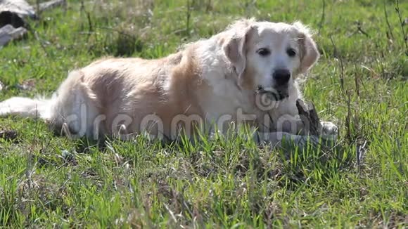 金毛猎犬咀嚼棍子视频的预览图