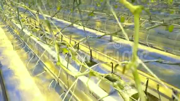 大型温室黄瓜的水培系统视频的预览图