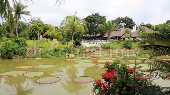 带池塘维多利亚雷吉亚和棕榈的热带花园视频的预览图