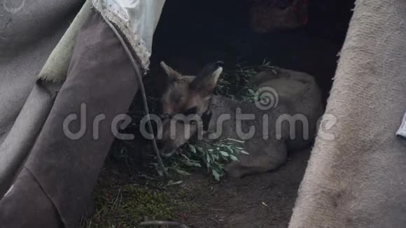 生病的小鹿在帐篷里亚马尔半岛视频的预览图