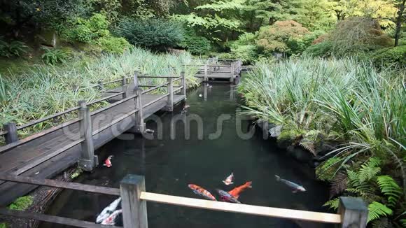 大群五颜六色的锦鲤鱼在花园池塘游泳与步行木桥和植物电影1920x1080视频的预览图