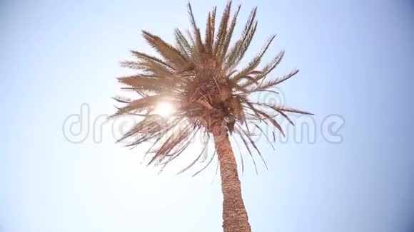 一缕阳光穿过棕榈叶棕榈顶着蓝天阳光普照棕榈叶的树冠上视频的预览图