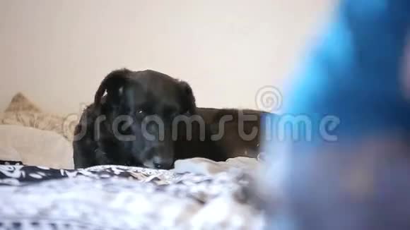 黑狗躺在床上看着人们经过视频的预览图