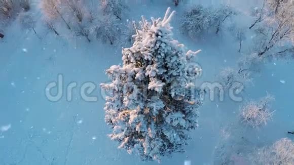 下雪了冬天的森林覆盖着雪空中镜头视频的预览图