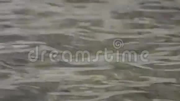 碧波荡漾的湖水视频的预览图
