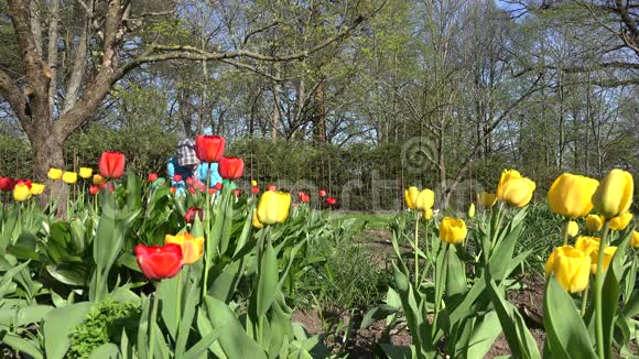 花匠在春天的花园里采摘五颜六色的郁金香花4K视频的预览图
