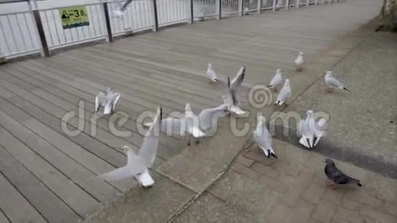 海鸥鸟在Odaiba附近的海港附近飞行视频的预览图