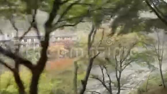 自然景观观秋江视频的预览图