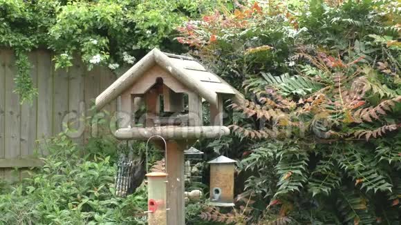 花园里的麻雀和雏鸟视频的预览图