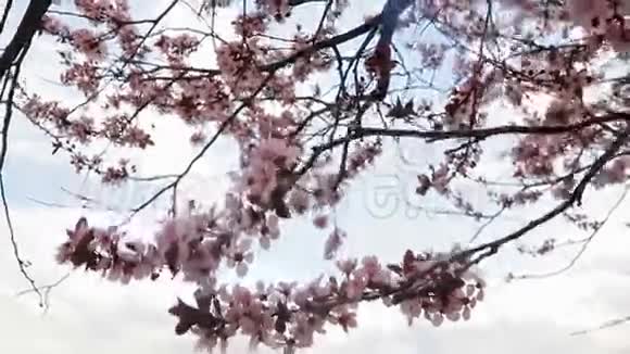 春天开花的树开花背景是蓝天和云彩视频的预览图